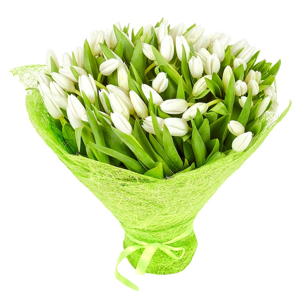 белые тюльпаны, 101 белый тюльпан